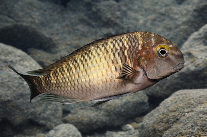 Tropheus sp. 'limespot' Zongwe